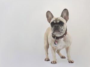 Bei Epilepsie beim Hund ist eine ketogene Diät ein möglicher Ansatz in der Therapie.