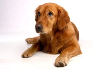 Kranker Hund mit traurigem Blick. Auch bei Hunden ist ernährungsbedingt ein Taurin-Mangel möglich.