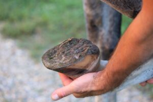 Weiche Hufe beim Pferd. Schlechte Hufe Pferd. Hufwachstum fördern.