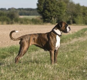 Gesunder Hund durch individuell optimales Hundefutter.