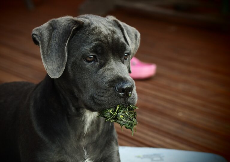 Wenn ein Hund hektisch Gras frisst, ist dem Hund oft übel.