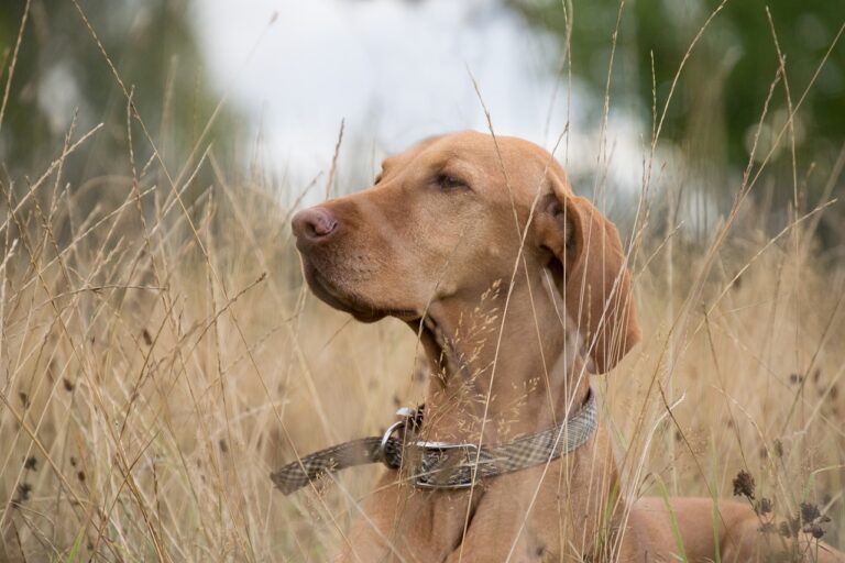 Wenn ein Hund Gras frisst, kann dies ein Anzeichen für Unwohlsein bedeuten.
