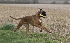 Blut im Stuhl beim Hund erfordert eine angepasste Ernährung.