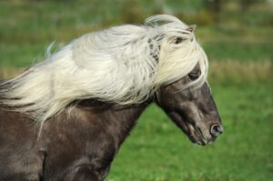 Juckreiz durch Sommerekzem zerstört die Mähne. Dieses Pferd hat eine schöne Mähne.