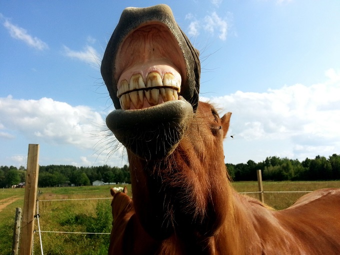 Kein EOTRH: dieses Pferd hat gesunde Zähne.