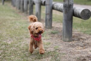 Gesunder Hund durch individuell optimales Hundefutter.