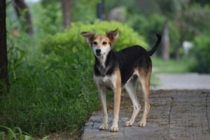 Hunde unter Allopurinol sollten eine individuelle Nährstoff-Versorgung bekommen.