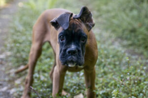 Gesunder Welpe durch individuell optimales Hundefutter.