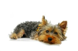 Kranke Hunde profitieren von einer individuell optimierten Fütterung.