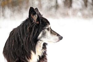 Eine Krebsdiät für Hunde kann helfen, Gewichtsverlust zu vermeiden.