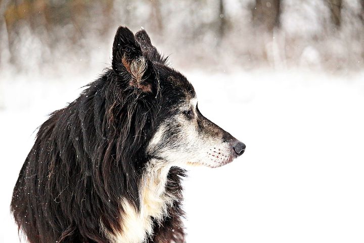 Eine Krebsdiät für Hunde kann helfen, Gewichtsverlust zu vermeiden.
