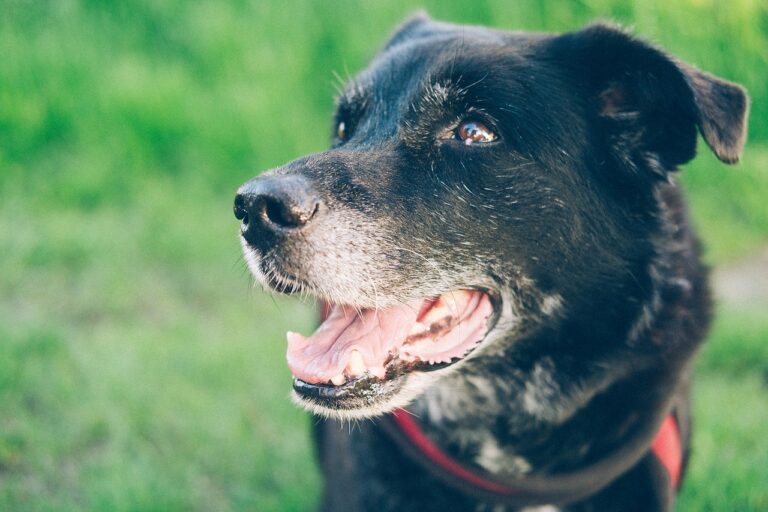 Eine Krebsdiät für Hunde kann helfen, die Lebensqualität zu verbessern.