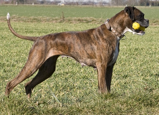 9 Jahre alter Hund in top Verfassung mit super Fell unter optimaler Fütterung.