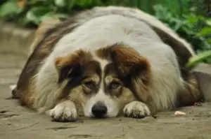 dicker Hund profitiert vom Futterrechner