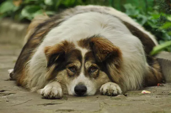 dicker Hund profitiert vom Futterrechner