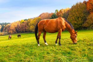 Pferd mit dickem Bauch.