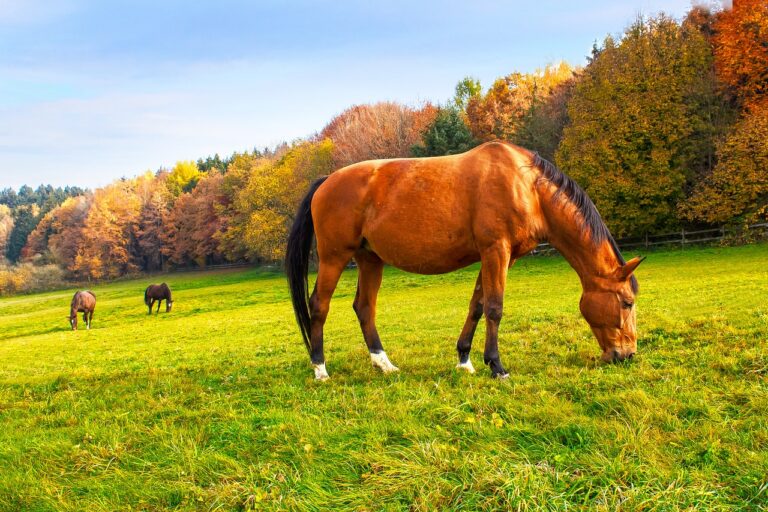 Pferd mit dickem Bauch.