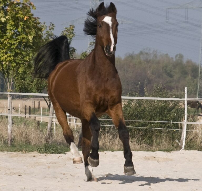 Durch Futterberatung fittes und gesundes Pferd.