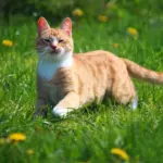 Katze - Futterberechnung für Katzen