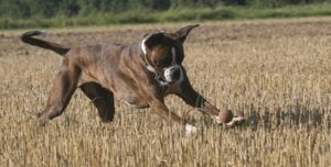 Gut gefütterter, fitter Hund.