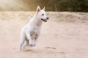 Gesunder, gut ernährter, vitaler Hund