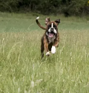 Gesunder Hund durch individuell optimales Hundefutter