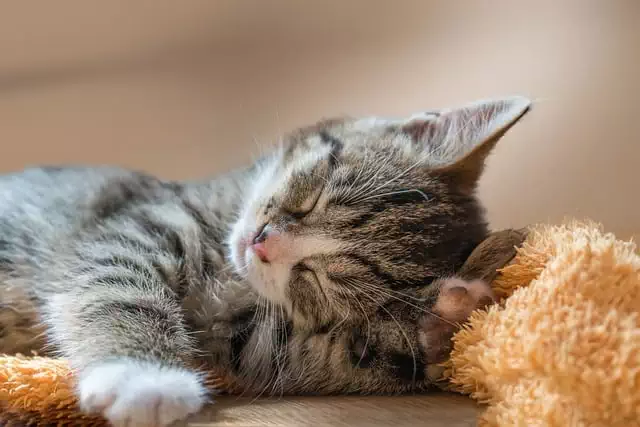 Entspannte Katze beim Online-Tierarzt