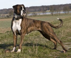 Optimal ernährter Hund.