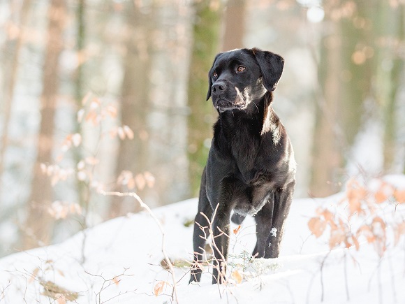 Fitter Labrador.