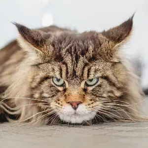 Pankreatitis bei einer Katze behandeln