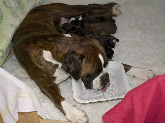 Säugende Hündin beim Online-Tierarzt