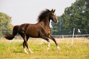 Sportliches gut gefüttertes Pferd.