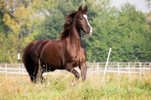 Muskelverspannung Pferd kann durch die Fütterung beeinflusst werden.