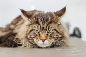 Symptome Pankreatitis Katze